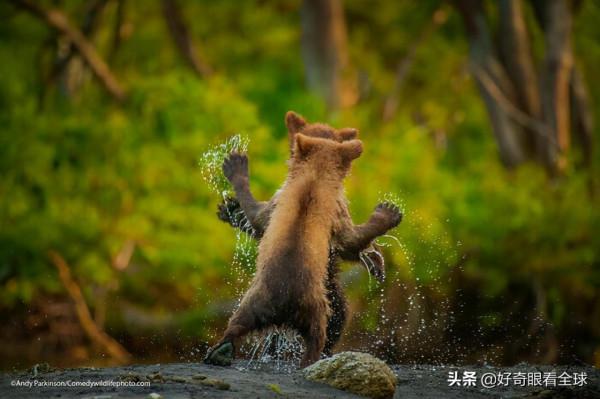 花落誰家？2021 年最有趣的野生動物照片揭秘