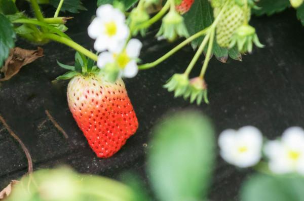 草莓&OpenCurlyDoubleQuote;吃&rdquo;上中草藥，效果真是不一般