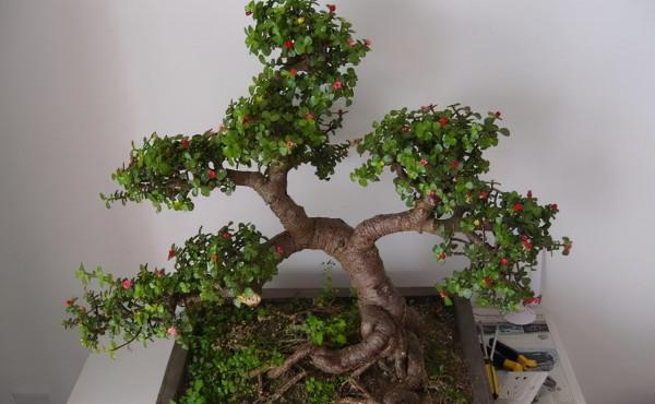 金枝玉葉,這幾“刀”一剪,飛快木質化,越養越“粗大”壯如手腕 金枝玉葉,這幾“刀”一剪,飛快木質化,越養越“粗大”壯如手腕