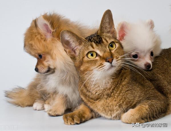 狼山漫筆之看新《貓狗大戰》，又想起了笨皇