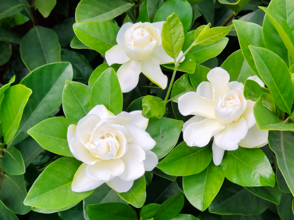 “外甥正月不剃頭”，8種花正月不能剪，還要再忍1個月