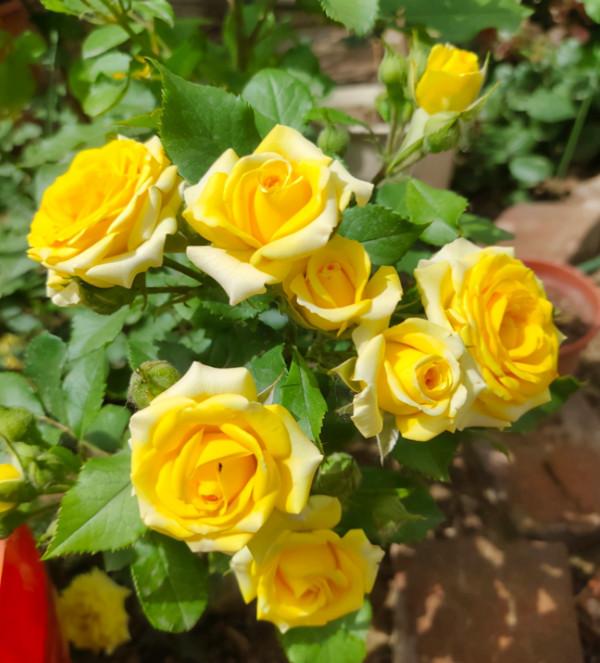 8種花園植物冬天幹葉枯萎，這是“假死”，好好伺候來年開花翻倍