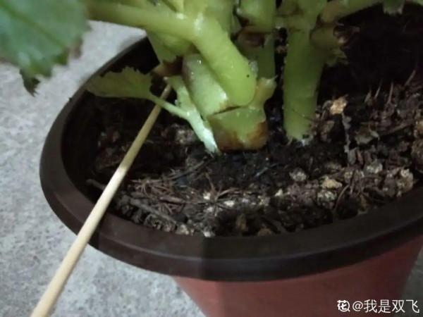 買花也要注意辨別“坑”,才能挑到好花,花開爆盆 買花也要注意辨別“坑”,才能挑到好花,花開爆盆