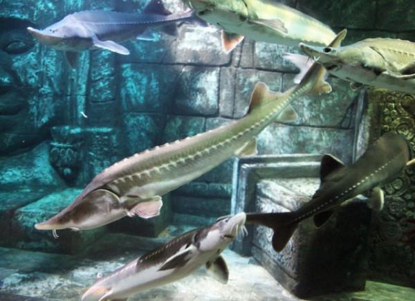 國內釣到“牢底坐穿魚”一定要放生，罰款事小可別丟釣魚人的臉