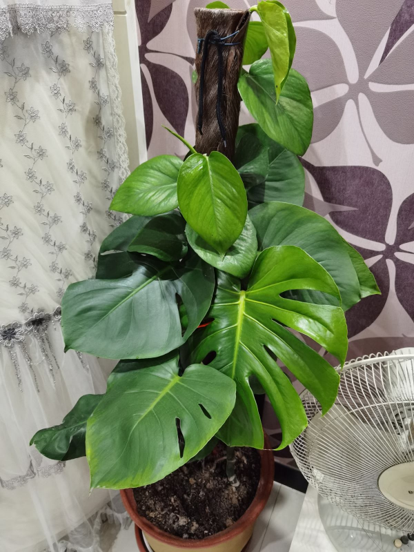 最近剛裝修,推薦4種淨化空氣植物,擺在家裡更清新 最近剛裝修,推薦4種淨化空氣植物,擺在家裡更清新