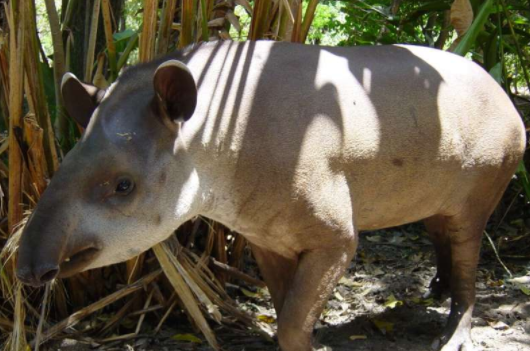 小豬佩奇的原型？很可惜，這種動物快滅絕了