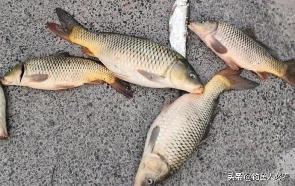 向高齡釣友請教的“搖三搖”釣法，毫無保留的分享給大家