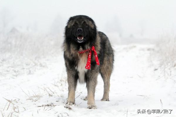 世界十大猛犬排名