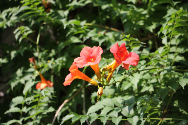 院子牆邊種花有講究，種些“有脾氣”的植物，還能“看家護宅”