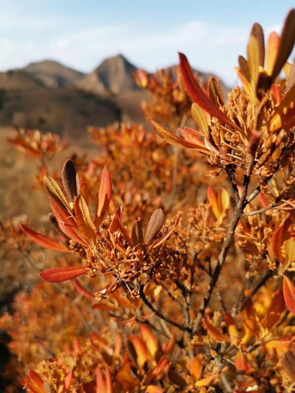 宣化紅一師老戰友遊走大明宣府青邊口，晚秋景色亦迷人