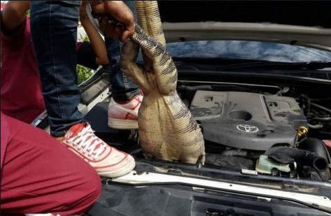汽車引擎驚現大蜥蜴，車主當場嚇暈，網友：還好人沒事