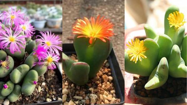 多肉少將，花名很颯！外形卻可愛如&OpenCurlyDoubleQuote;皮卡丘&rdquo;和&OpenCurlyDoubleQuote;龍貓&rdquo;