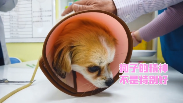 流浪狗被收留後患了細小，聽到治療費用主人慾放棄，不過結局很暖