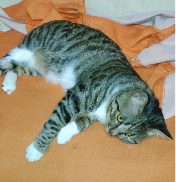 又到大雪時，美元可安否？記一隻極度憎恨男人的狸花貓