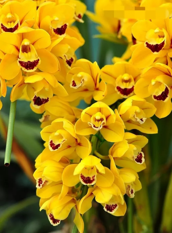 冬天買花“別吃虧”，這些年宵花，一個月內就漲價，現在買最省錢