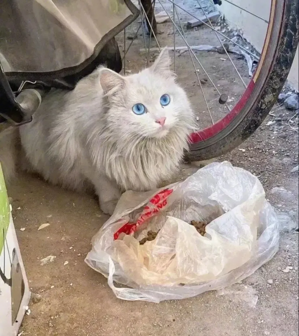 田園貓顏值的天花板山東獅子貓，哪怕流浪也難掩優雅的氣質