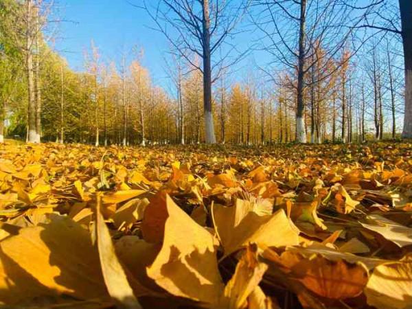 北京一處“冷門”公園，小巧雅緻私藏絕美秋景，人少景美門票免費