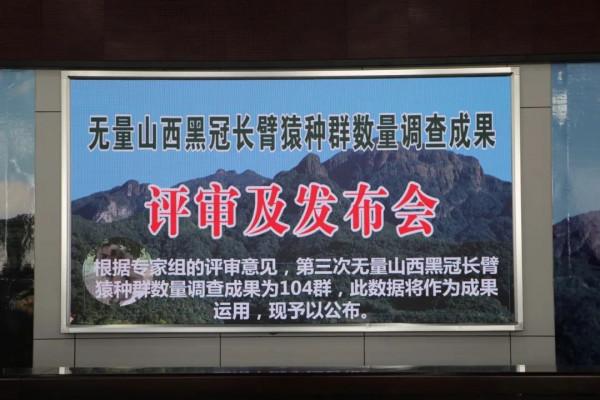 西黑冠長臂猿在無量山數量穩中有升 種群數量調查成果104群