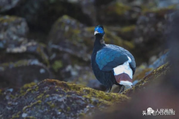 這是你不知道的高黎貢山 這是你不知道的高黎貢山