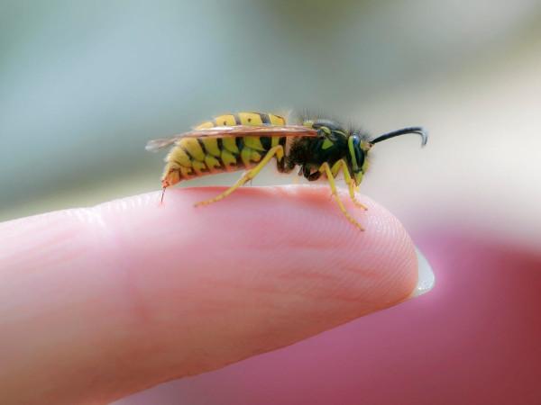 你根本跑不過馬蜂!這樣惹它的話,可能會送死 你根本跑不過馬蜂!這樣惹它的話,可能會送死