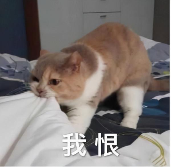 喵星人可愛表情包來了