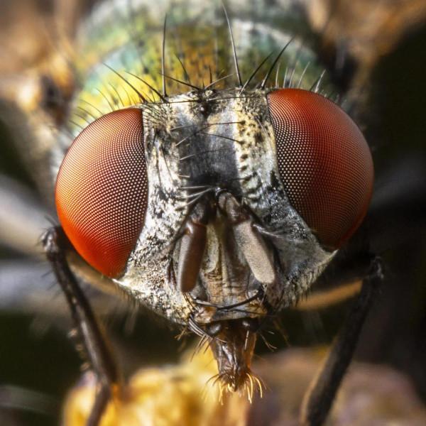 昆蟲的複眼 昆蟲的複眼