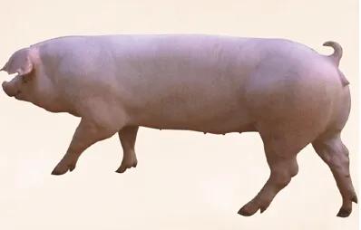 母豬品種,該怎麼選擇? 母豬品種,該怎麼選擇?