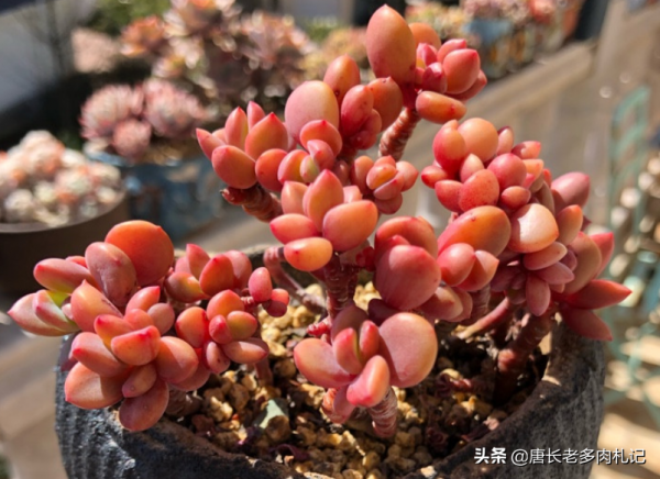 據說今年冬天很冷，大家的多肉準備好越冬了嗎？未雨綢繆才安全哦