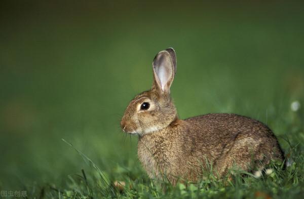給寶寶講故事之逆商篇(三)狐狸的妙計 給寶寶講故事之逆商篇(三)狐狸的妙計
