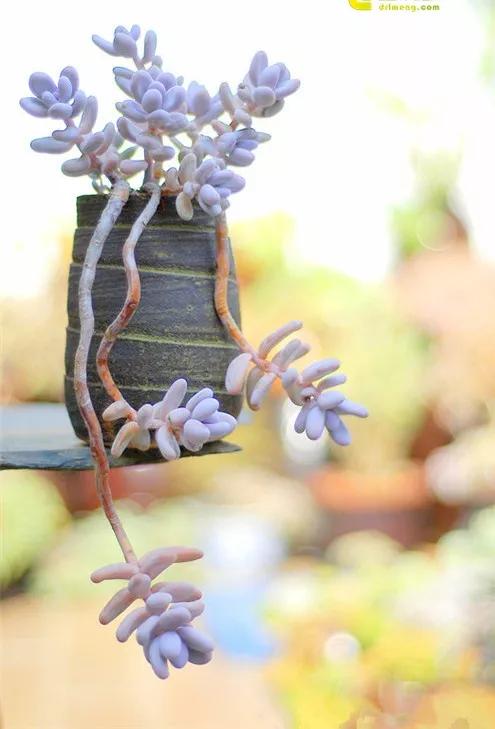 多肉的世界,簡單執著,看看你都見過哪些 多肉的世界,簡單執著,看看你都見過哪些