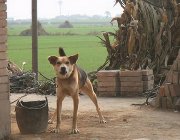 80年代，掀起過一場轟轟烈烈的“打狗運動”，當年都發生過什麼？