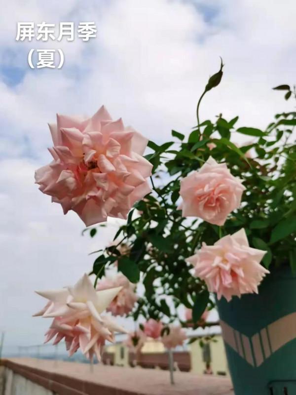 想知道月季群仙在廣東的表現?(三)看過來~看過來 想知道月季群仙在廣東的表現?(三)看過來~看過來