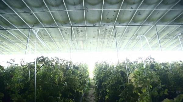 小夥建“高大上”五位一體全能大棚，種菜養豬零排放，猜掙多少錢