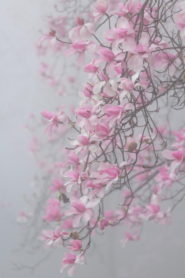 多少人的夢想!湖南姑娘用5年,在新疆禾木打造了個絕美花園 多少人的夢想!湖南姑娘用5年,在新疆禾木打造了個絕美花園