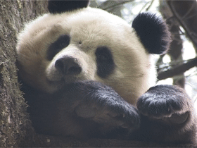 出沒於秦嶺的野生熊貓，是山中帶毛修行的真隱士