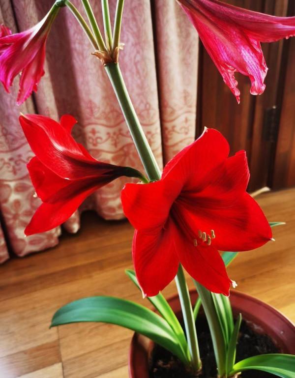 5種漂亮的花，要用“小盆”養，否則會影響生長和開花，別忽視