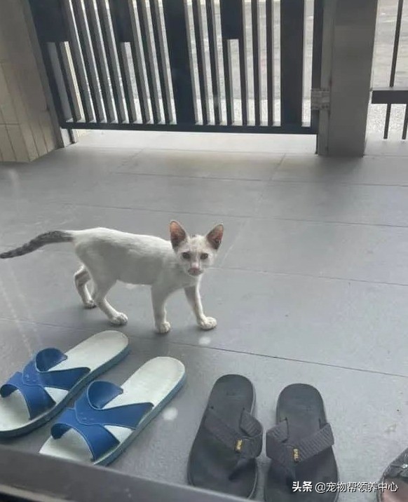 小白貓主動上門求包養羨慕死一群人，網友：我可能是吸貓體質吧