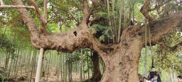 全國罕見樹抱竹，植物界的奇蹟