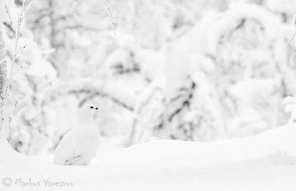 雪中的鳥兒，好漂亮