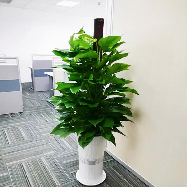 客廳想養“大盆栽”,建議從這10種裡面選,格調高寓意好,還養人 客廳想養“大盆栽”,建議從這10種裡面選,格調高寓意好,還養人