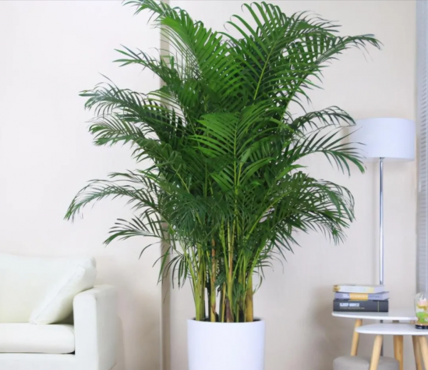 陽臺養這3種花，空氣清淨機都不用了