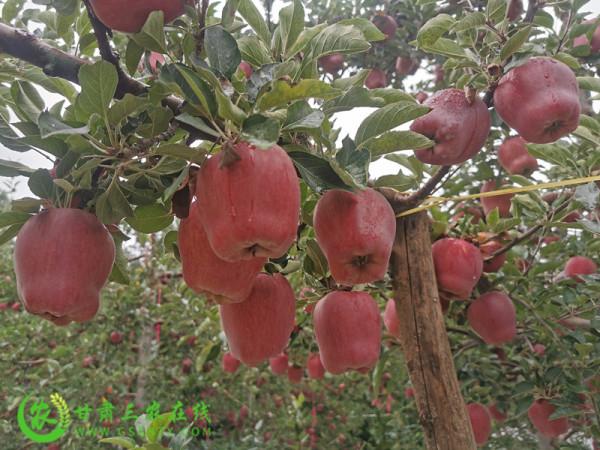 甘肅將打造300億區域性特色林果產業叢集