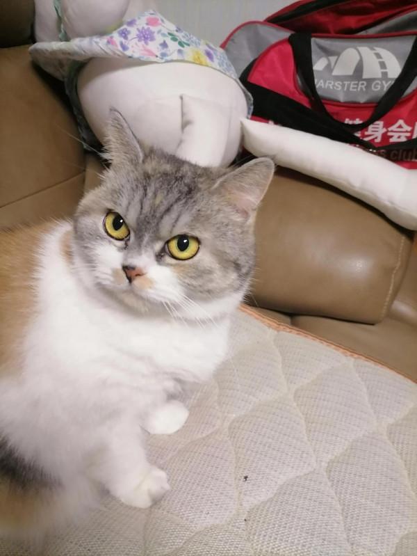 我家的胖咪