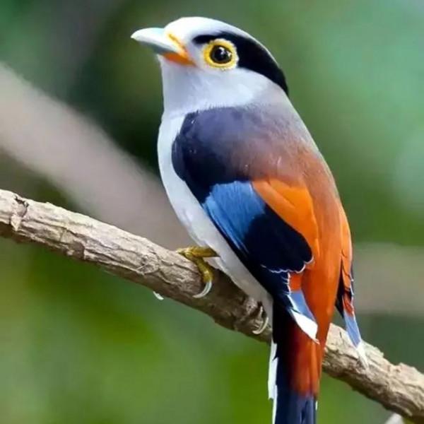 鳥的世界 鳥的天堂