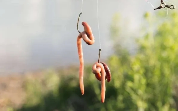 掛蚯蚓餌料的4種類方法，魚特愛吃，釣上的鯽魚又肥又大