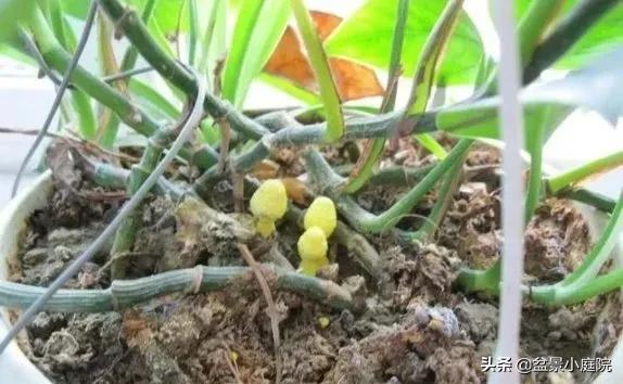 盆裡都長出&OpenCurlyDoubleQuote;黃蘑菇&rdquo;，還不重視起來？