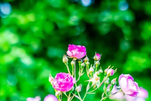 女人年老單身後，一個人生活是何感受？64歲阿姨說出了真心話