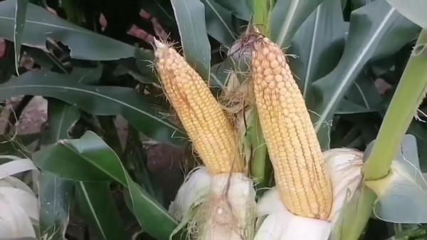 往年遍地看到的玉米掛牌:今年看不到了!為什麼? 往年遍地看到的玉米掛牌:今年看不到了!為什麼?