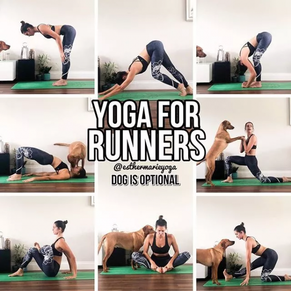 哈他瑜伽序列編排技巧，另附25個經典序列圖解，收藏級