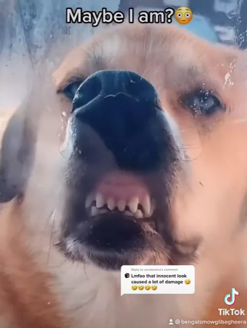 戲精狗子裝病騙取主人關心，寵物界如果有奧斯卡，它一定能獲獎